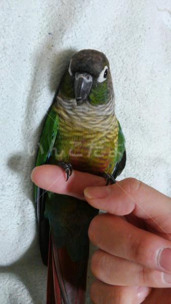 迷い鳥の写真