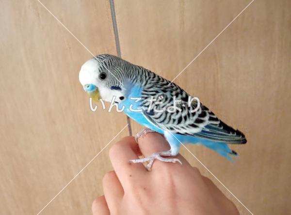 保護鳥の写真