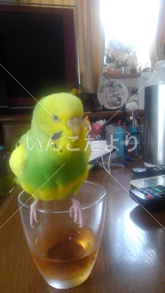 迷い鳥の写真
