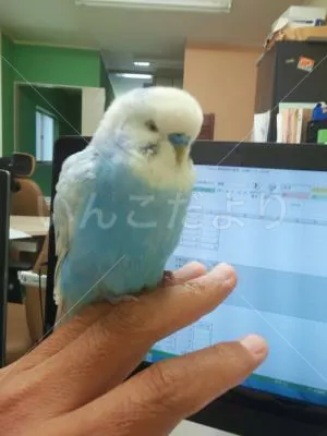 保護鳥の写真