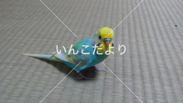 迷い鳥の写真