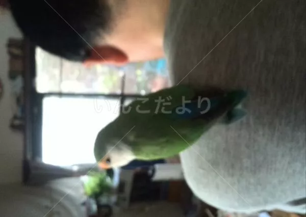 保護鳥の写真