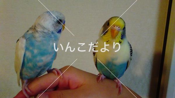 迷い鳥の写真