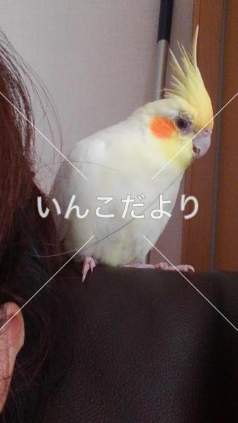 迷い鳥の写真
