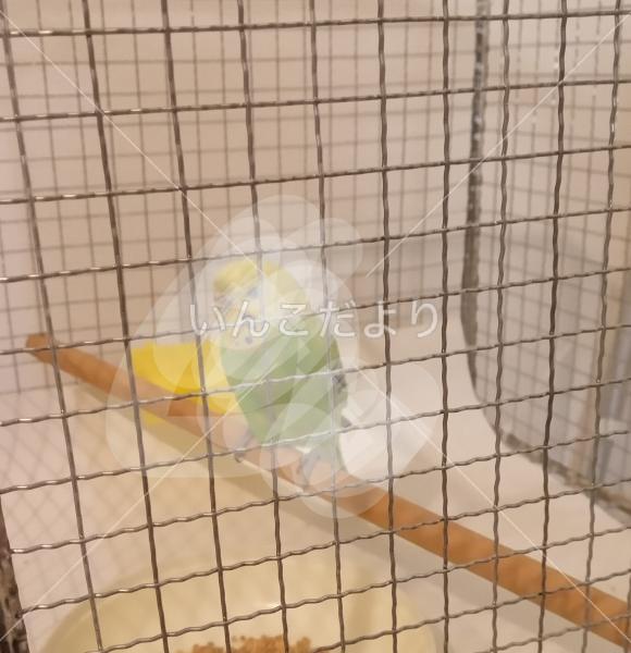 保護鳥の写真