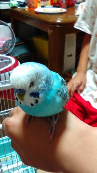 保護鳥の写真