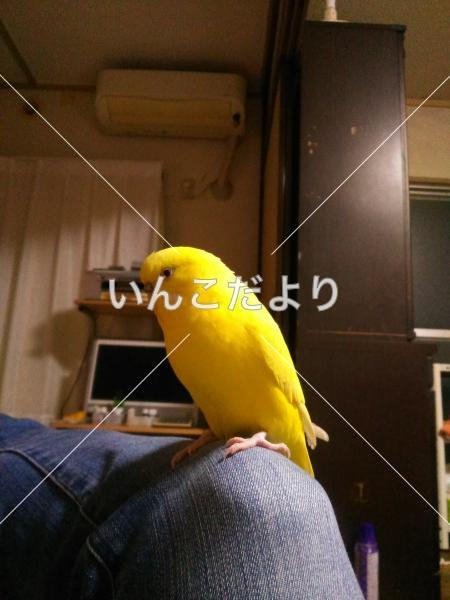 迷い鳥の写真
