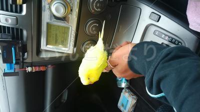 保護鳥の写真