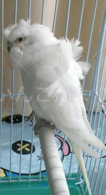 保護鳥の写真