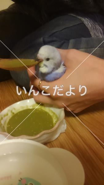 迷い鳥の写真