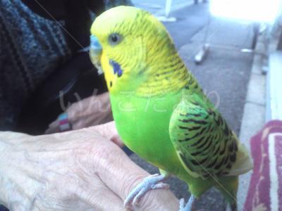 保護鳥の写真