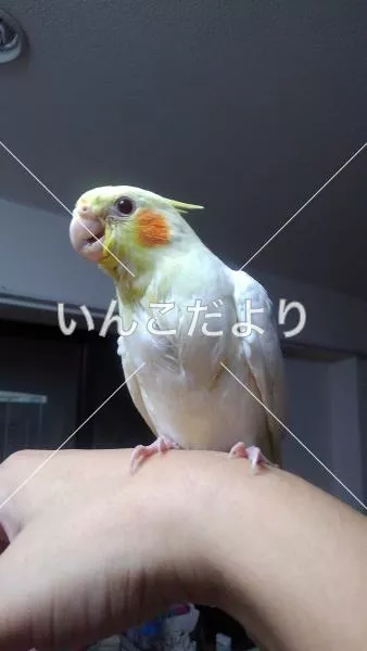 迷い鳥の写真