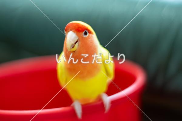 迷い鳥の写真