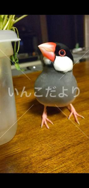 迷い鳥の写真
