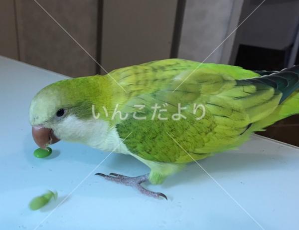 迷い鳥の写真