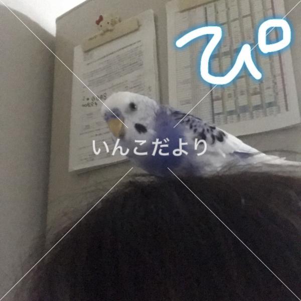 迷い鳥の写真