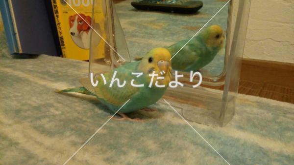 迷い鳥の写真