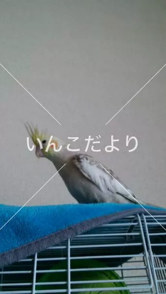 迷い鳥の写真