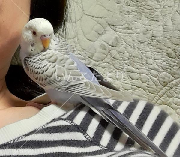 迷い鳥の写真