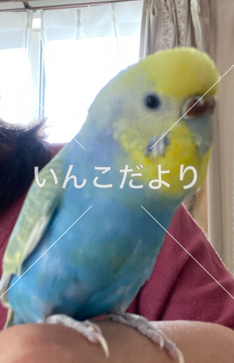 迷い鳥の写真
