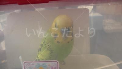 保護鳥の写真