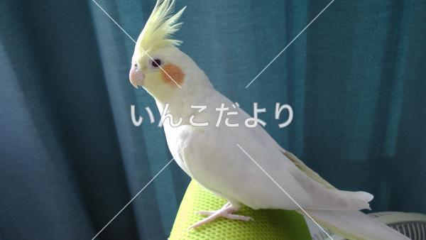 迷い鳥の写真