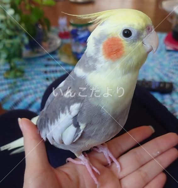 迷い鳥の写真