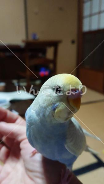 迷い鳥の写真