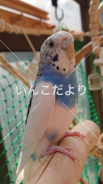 迷い鳥の写真