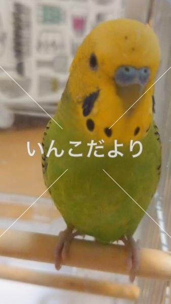 迷い鳥の写真