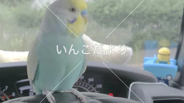 迷い鳥の写真