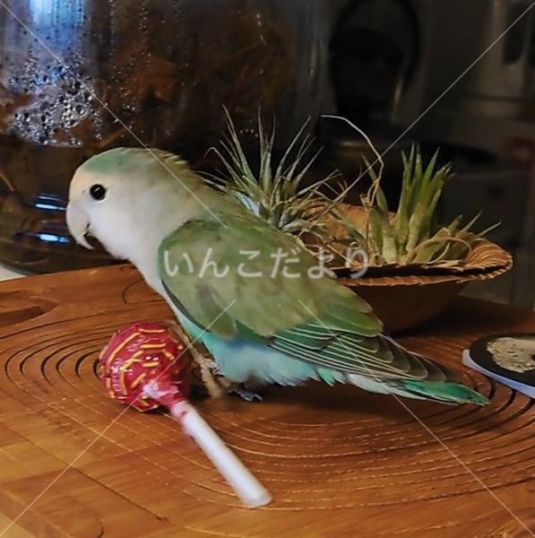 保護鳥の写真