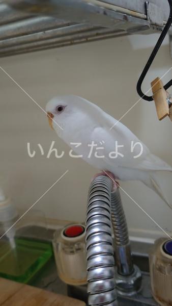 迷い鳥の写真