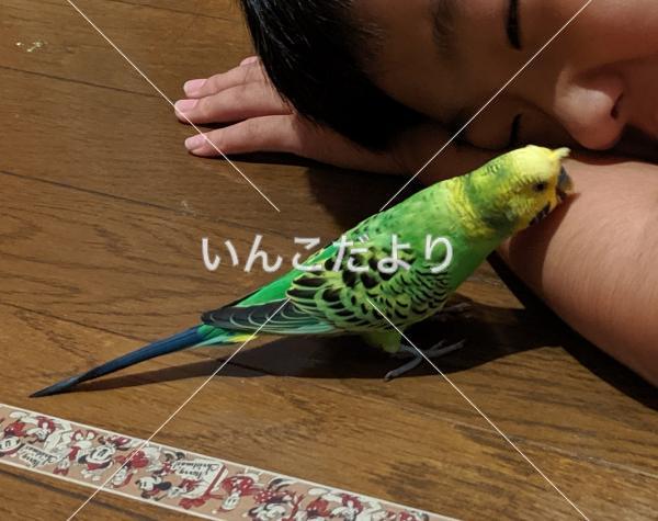 迷い鳥の写真