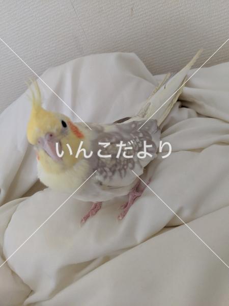 迷い鳥の写真