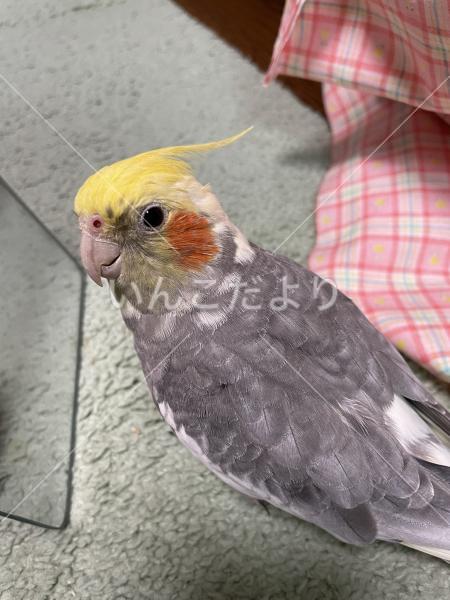 迷い鳥の写真