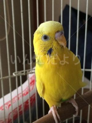 保護鳥の写真
