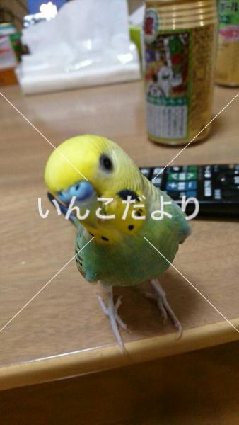 迷い鳥の写真
