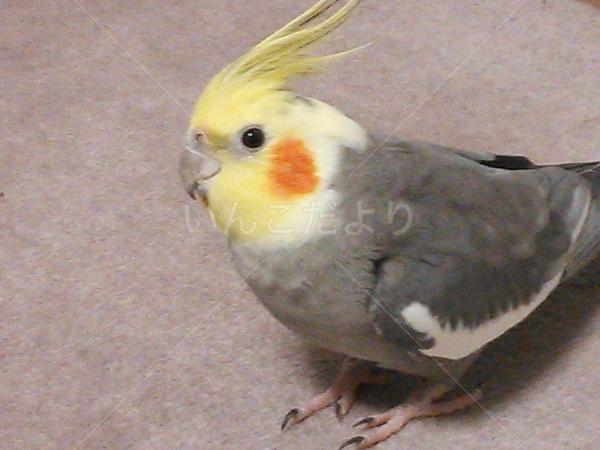 迷い鳥の写真