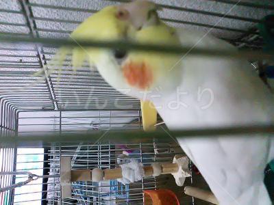迷い鳥の写真