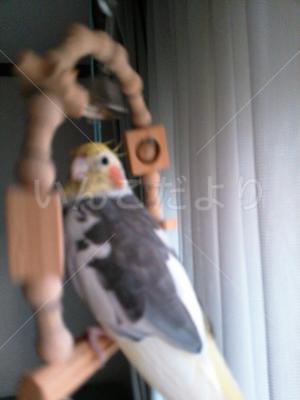 迷い鳥の写真