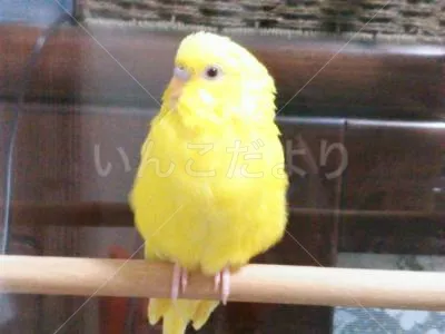 保護鳥の写真