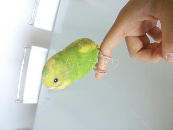 保護鳥の写真