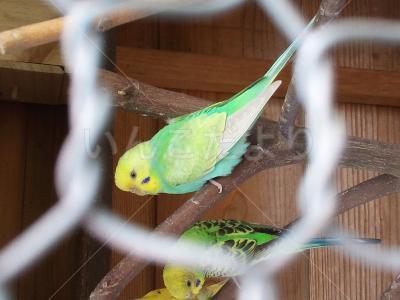保護鳥の写真