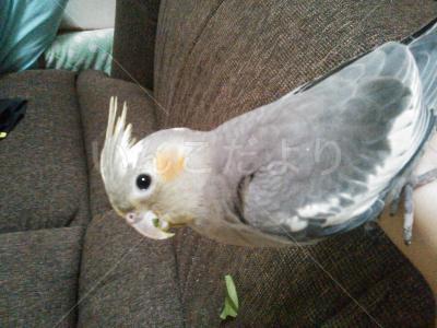 保護鳥の写真
