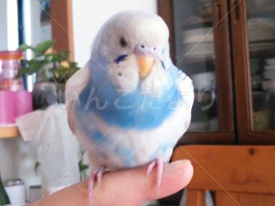 保護鳥の写真