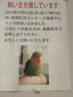 保護鳥の写真