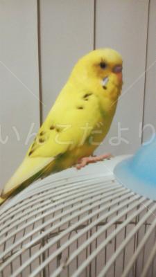迷い鳥の写真
