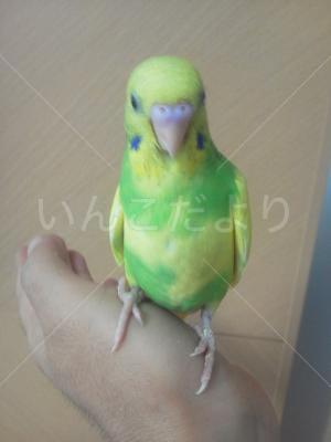迷い鳥の写真