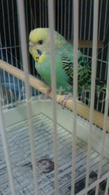 保護鳥の写真